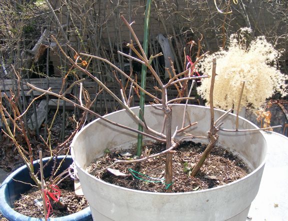 Mutabilis photo 2014_04240005_zps46543b46.jpg